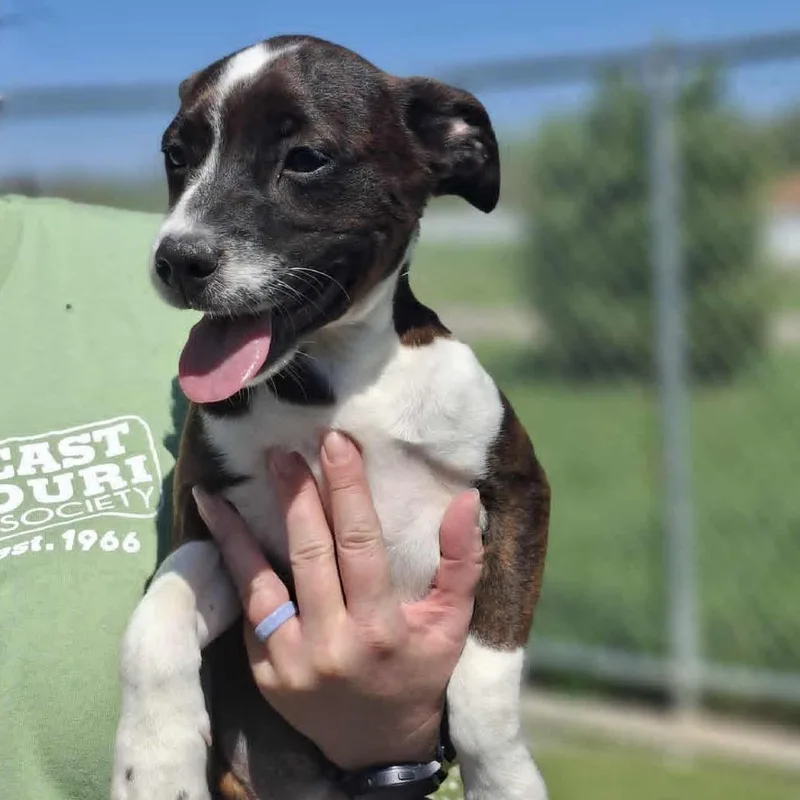 A baby small-sized female Brown / Chocolate Hound dog named Diana Jo for adoption in Hannibal, MO