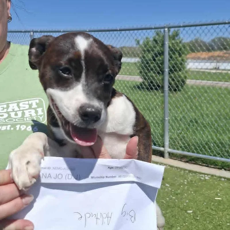 Diana Jo thumbnail 2