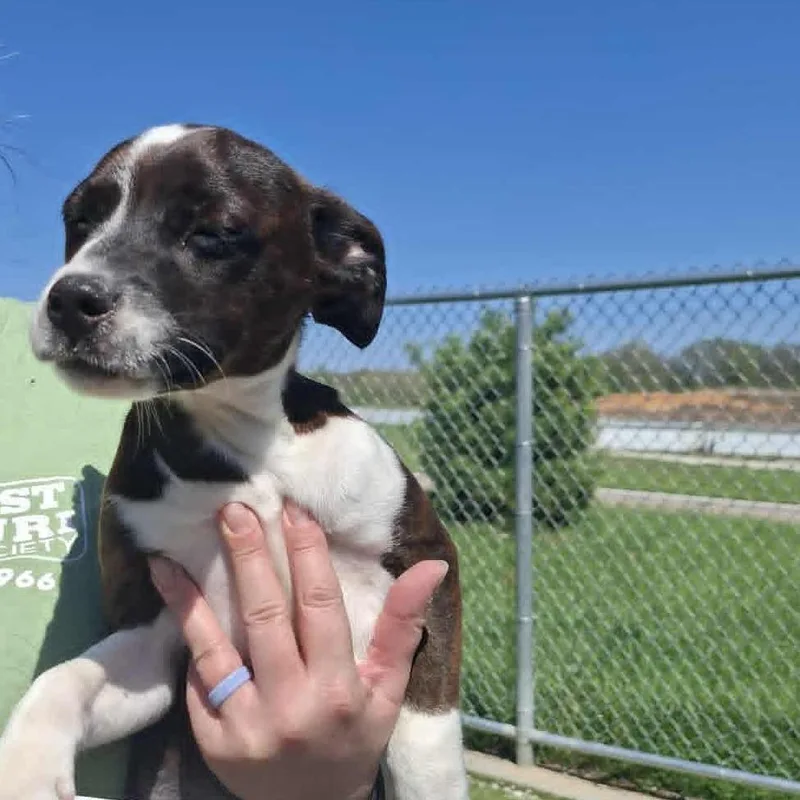 Diana Jo thumbnail 3