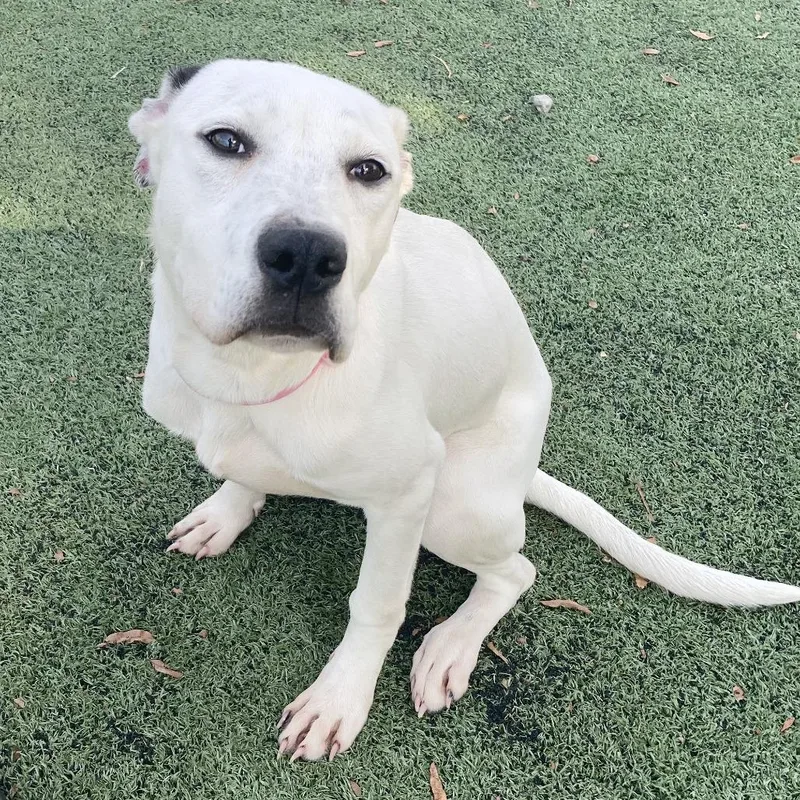 A young medium-sized female White / Cream Mixed Breed dog named Shelby for adoption in Bartlett, TN