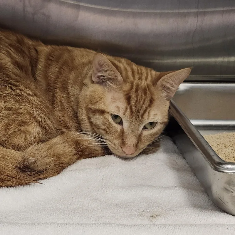 An adult medium-sized male Orange / Red Domestic Short Hair cat named Liam for adoption in Clearwater, FL