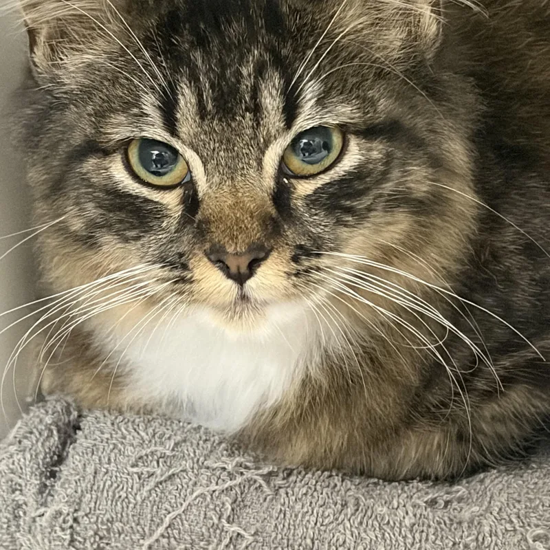 A young medium-sized female Tabby (Brown / Chocolate) Domestic Medium Hair cat named Dolly for adoption in Mansfield, CT