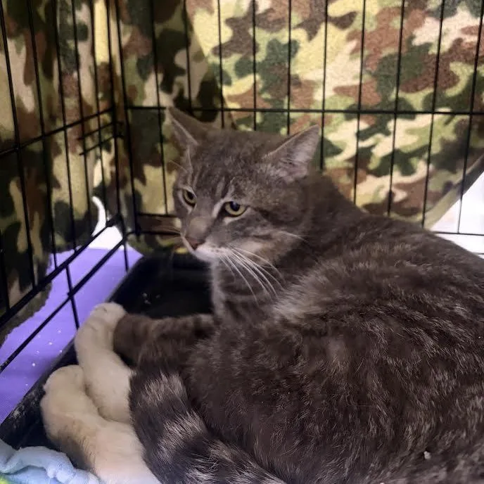 Charlie Chapman thumbnail 2