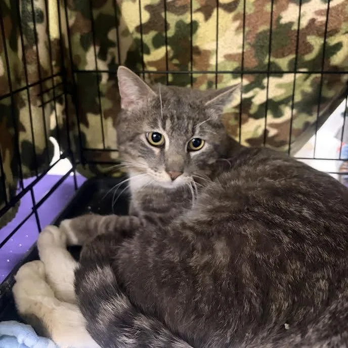 Charlie Chapman thumbnail 3