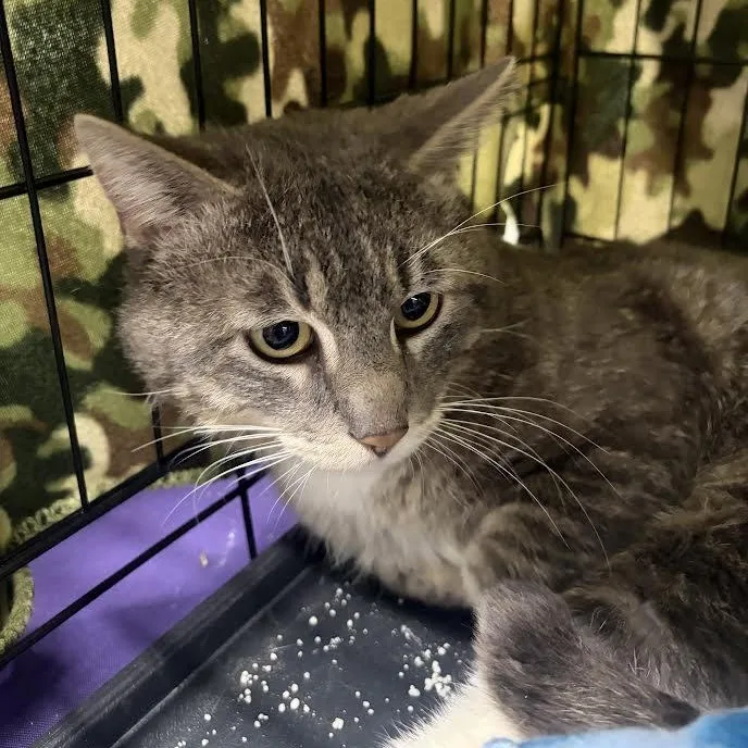 Charlie Chapman thumbnail 4