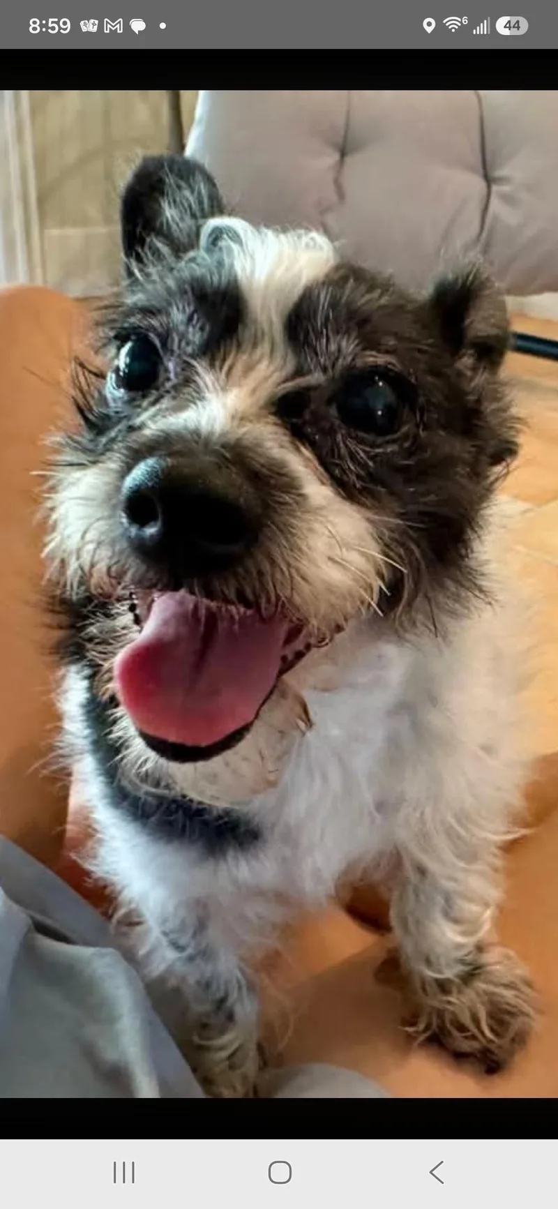 An adult small-sized female Black Schnauzer dog named Moomoo for adoption in Seal Beach, CA