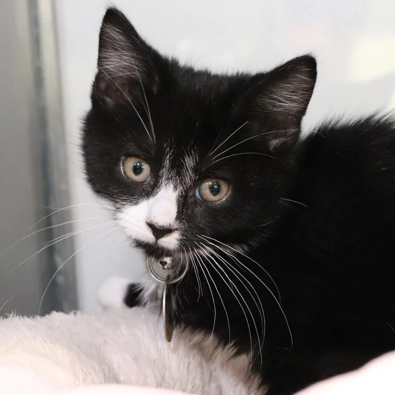 A baby small-sized male Domestic Short Hair cat named H Wario for adoption in Port Washington, NY