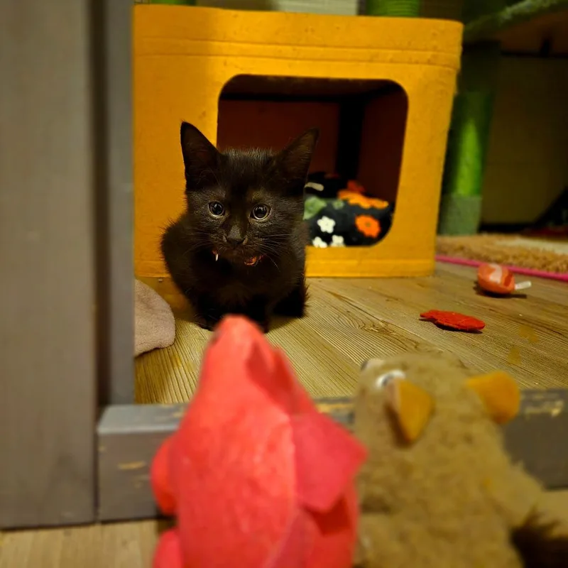 A young small-sized male Black Domestic Short Hair cat named Ozzy for adoption in Ephrata, PA