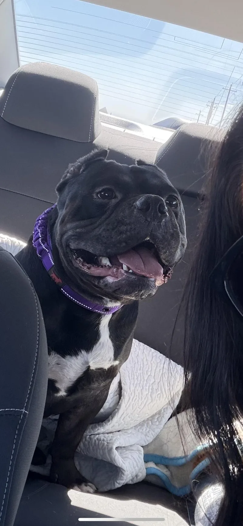 A young medium-sized male Black English Bulldog dog named Romeo for adoption in Hamden, CT