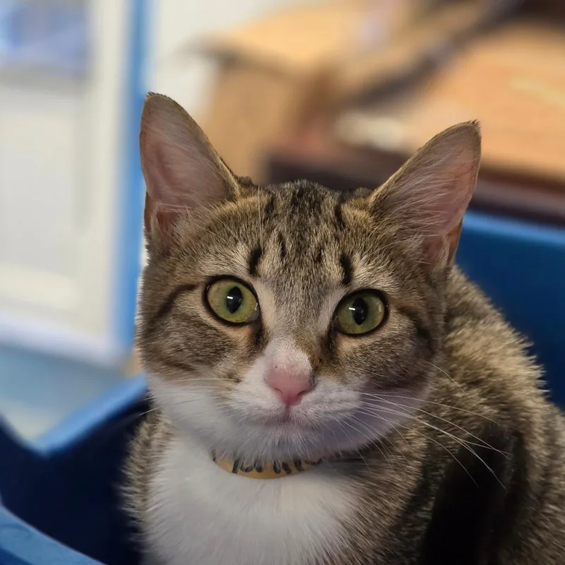 A baby small-sized female White Domestic Short Hair cat named Tigerlily for adoption in Huntsville, AL