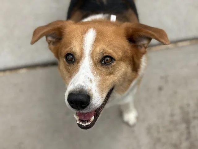 An adult large-sized male Labrador Retriever dog named Buddy for adoption in Tulsa, OK