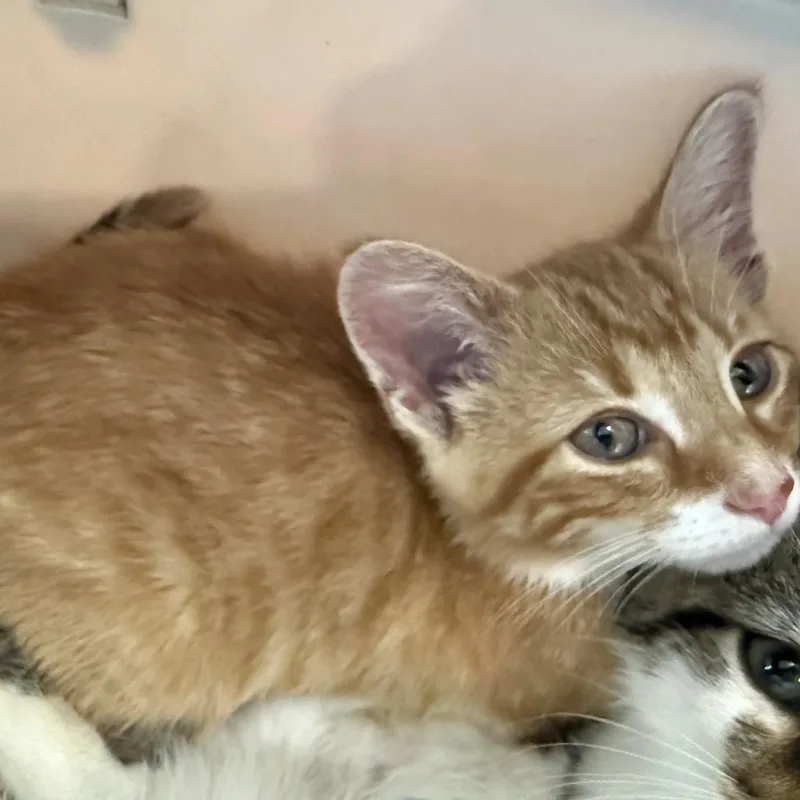 A baby small-sized male Orange / Red Domestic Short Hair cat named Loki for adoption in Hohenwald, TN