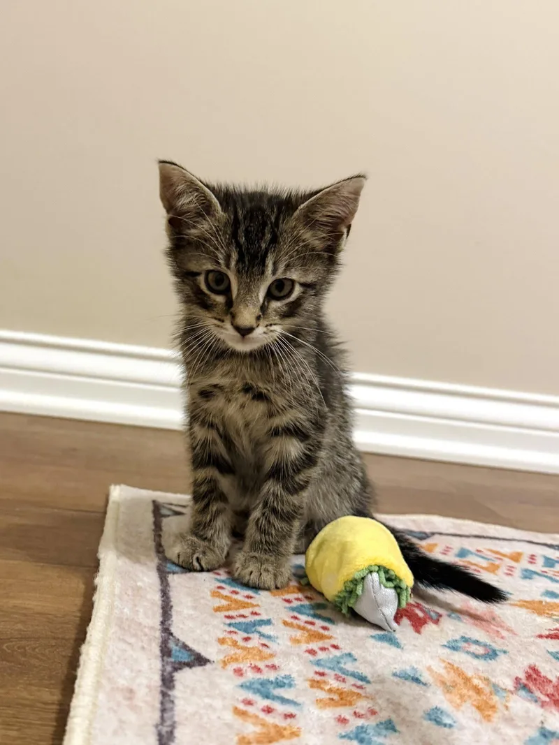 A baby medium-sized male Tabby cat named Matteo for adoption in Georgetown, KY