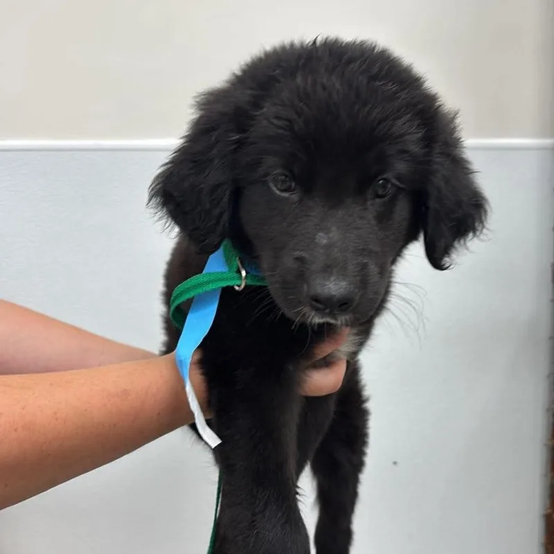A baby medium-sized female Black Mixed Breed dog named Rachel for adoption in Fredericksburg, VA