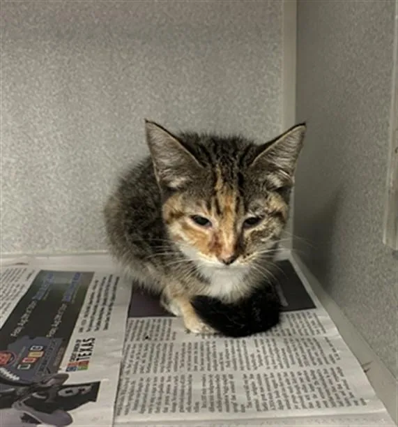 A baby large-sized male Domestic Short Hair cat named Leafy for adoption in Dallas, TX