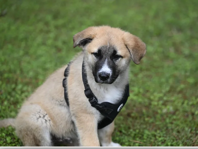 A baby extra large-sized male Yellow / Tan / Blond / Fawn Great Pyrenees dog named Koda  A Peak for adoption in Falmouth, ME
