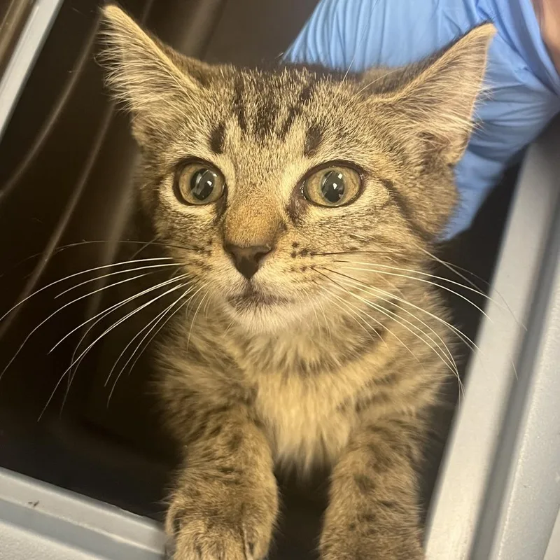 A baby small-sized female Gray / Blue / Silver Domestic Short Hair cat named Penny for adoption in Harrisonburg, VA