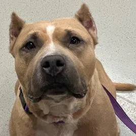 An adult large-sized female Yellow / Tan / Blond / Fawn Mixed Breed dog named Miss Piggy for adoption in Wappingers Falls, NY