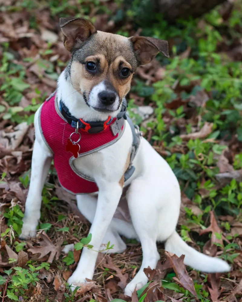 Mirabela thumbnail 2