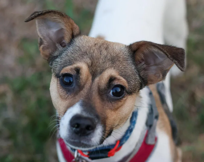 Mirabela thumbnail 3