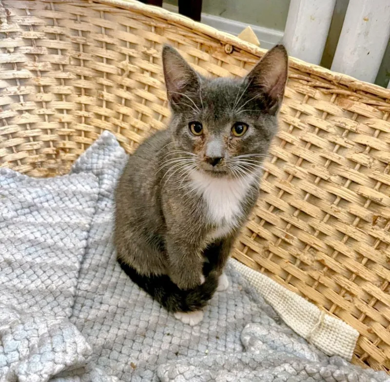 A baby small-sized male American Shorthair cat named Tyler for adoption in Hagaman, NY