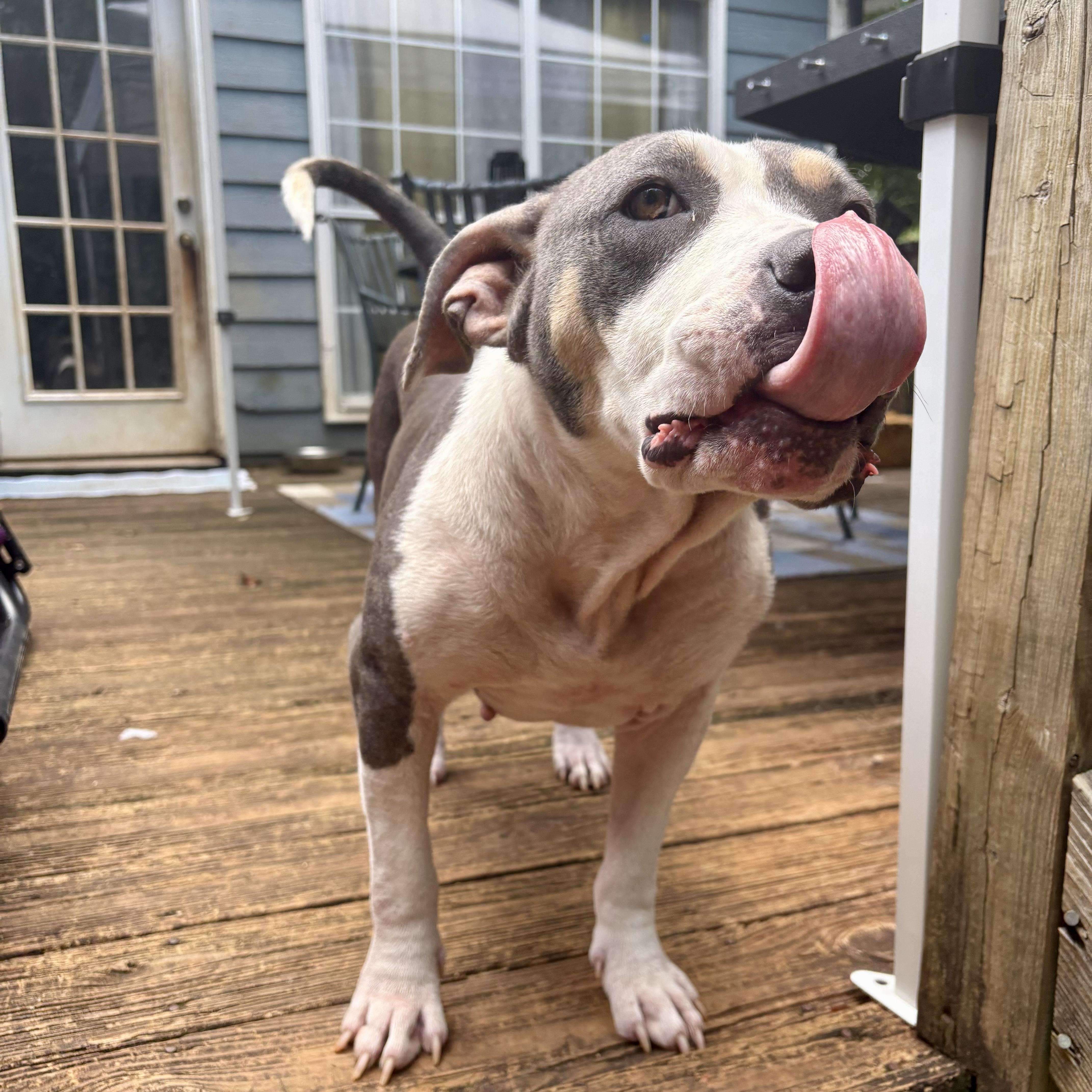 A young medium-sized female Yellow / Tan / Blond / Fawn American Staffordshire Terrier dog named Sweetie for adoption in Monroe , NC