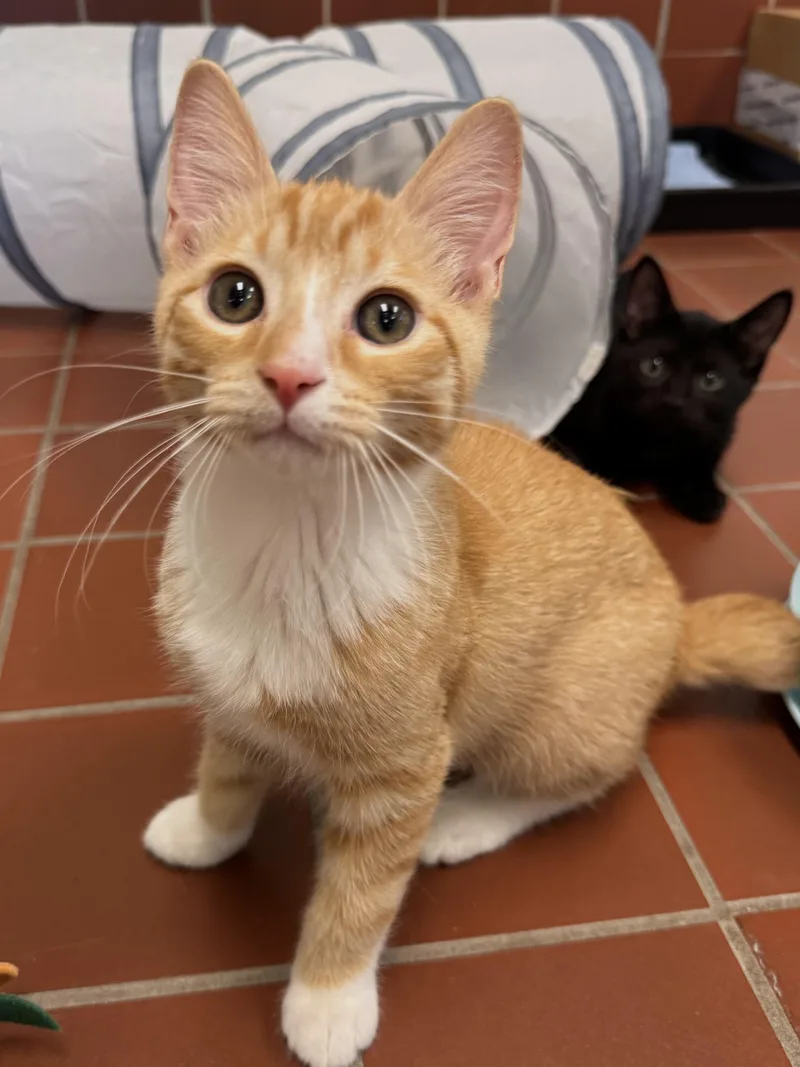Freddie thumbnail 2