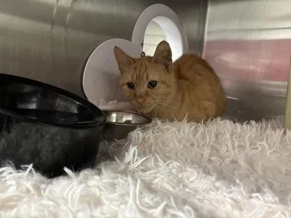 An adult medium-sized male Domestic Short Hair cat named Dawn Dish Soap for adoption in Lafayette, IN