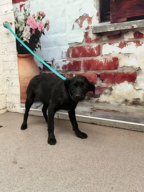 A young medium-sized female Chihuahua dog named Shannon for adoption in San Bernardino, CA