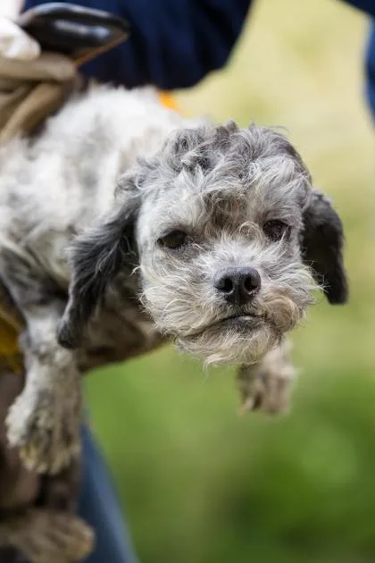 An adult small-sized female Mixed Breed dog named Exchorda for adoption in West Chester, PA
