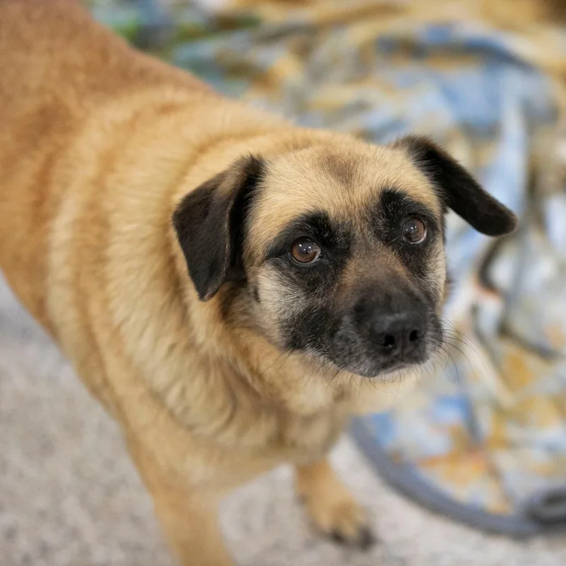 Angel thumbnail 4