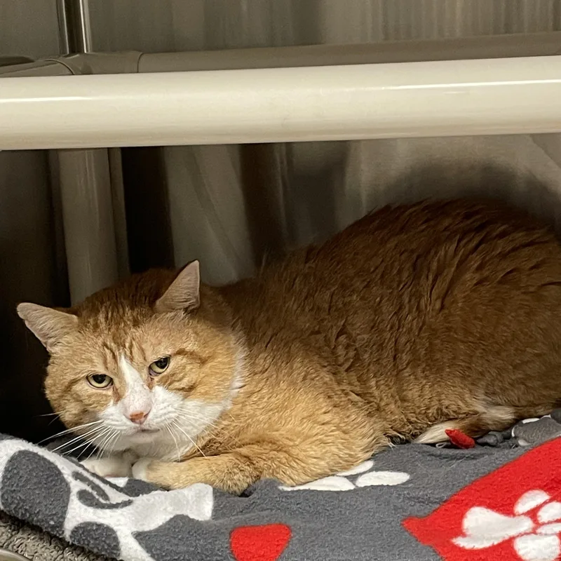 An adult large-sized male Orange & White American Shorthair cat named Marvin for adoption in North Kingstown, RI