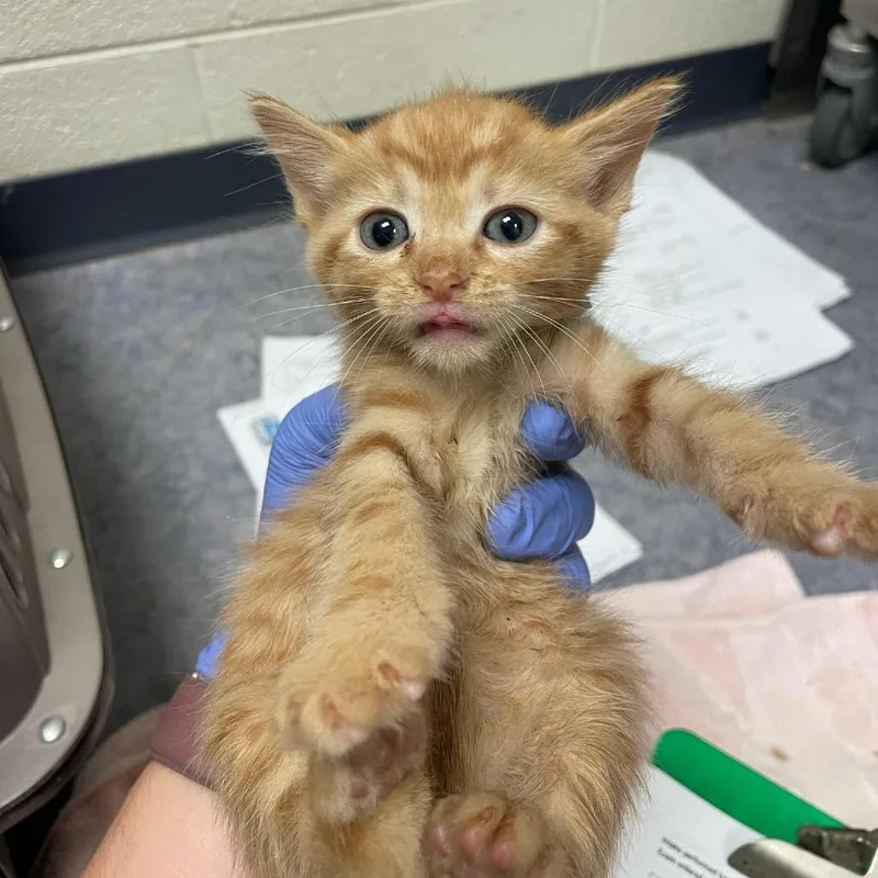 A baby small-sized female Orange / Red Domestic Short Hair cat named Pipkin for adoption in Charlottesville, VA