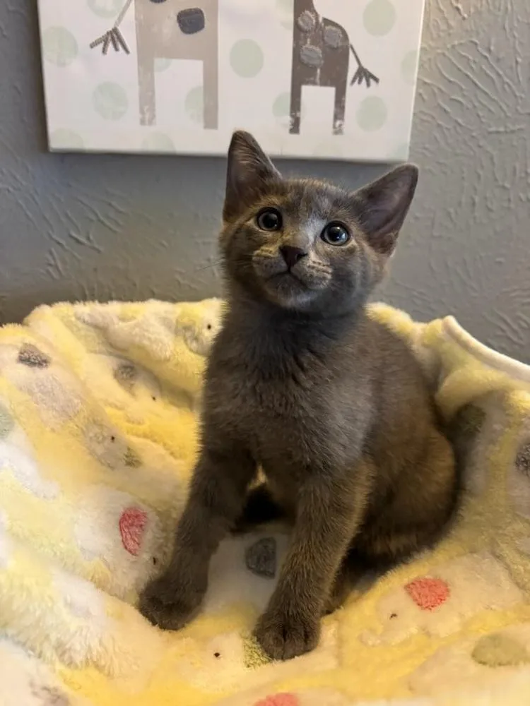 A baby small-sized male Russian Blue cat named Jack Jack for adoption in Dallas, TX