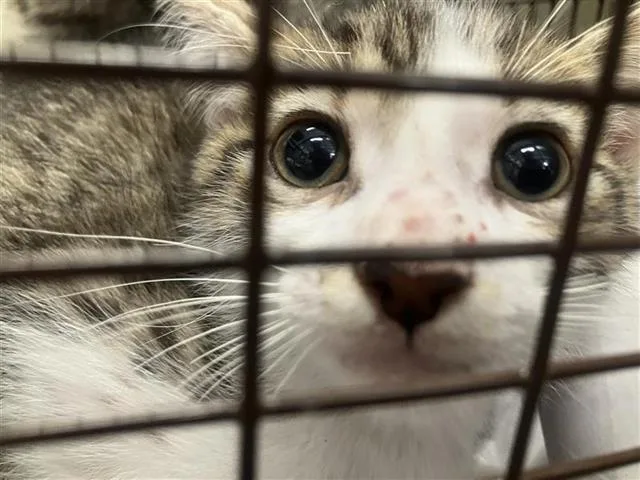 A baby small-sized male Domestic Short Hair cat named Honey for adoption in San Antonio, TX