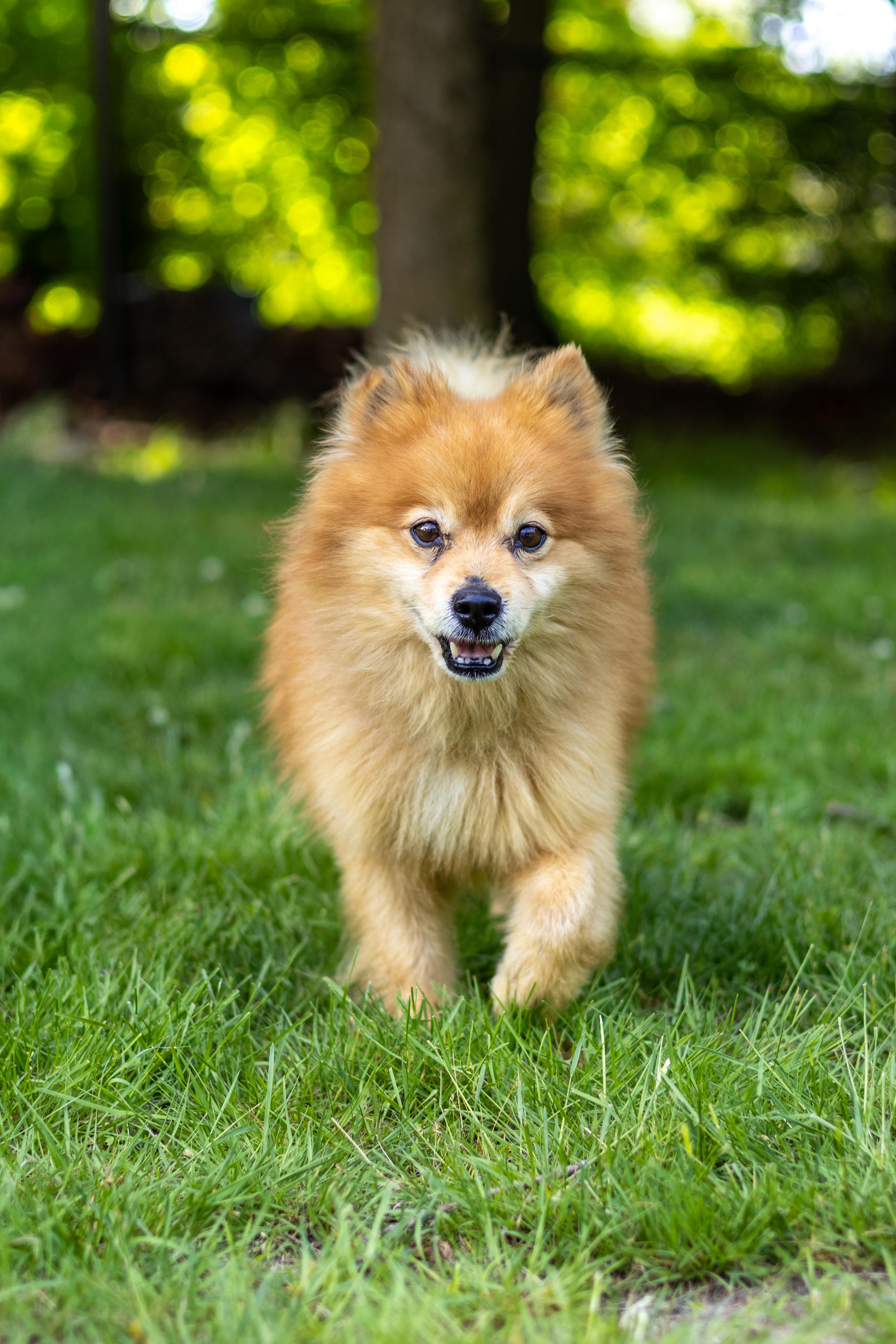 An adult small-sized male Pomeranian dog named Dunkin for adoption in Terryville, CT