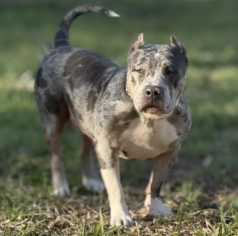 Isabella thumbnail 3