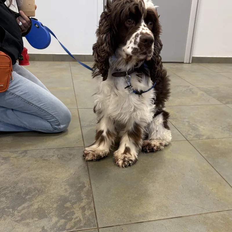 An adult medium-sized male Cocker Spaniel dog named Russell Stover for adoption in North Haven, CT