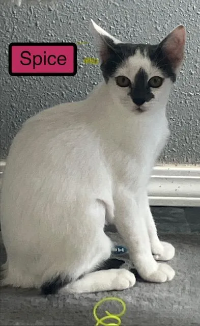 A baby medium-sized female Domestic Short Hair cat named Spice for adoption in Zimmerman, MN