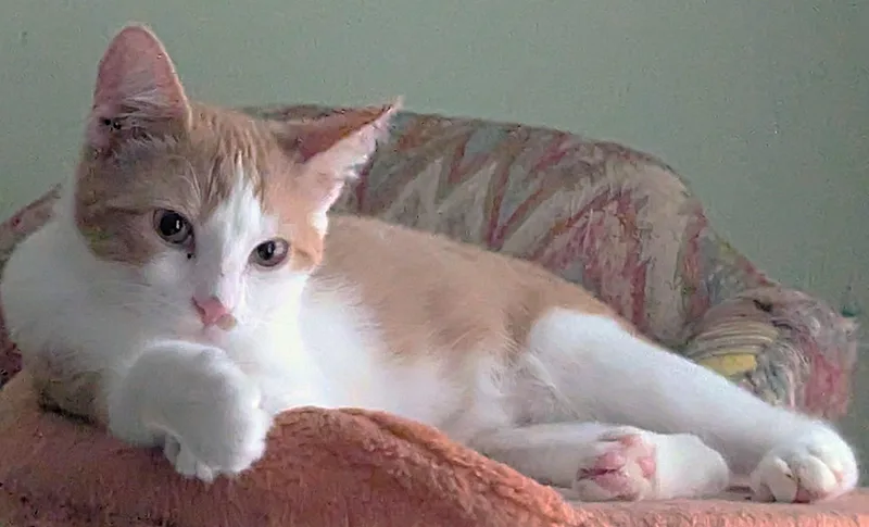 A baby small-sized male Tabby cat named Seesaw for adoption in Jamaica Plain, MA
