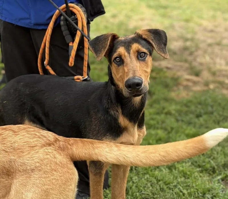 A young large-sized male Doberman Pinscher dog named Walker for adoption in Bothell, WA
