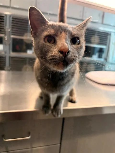 An adult small-sized female Domestic Short Hair cat named Elizabeth for adoption in Leesburg, VA