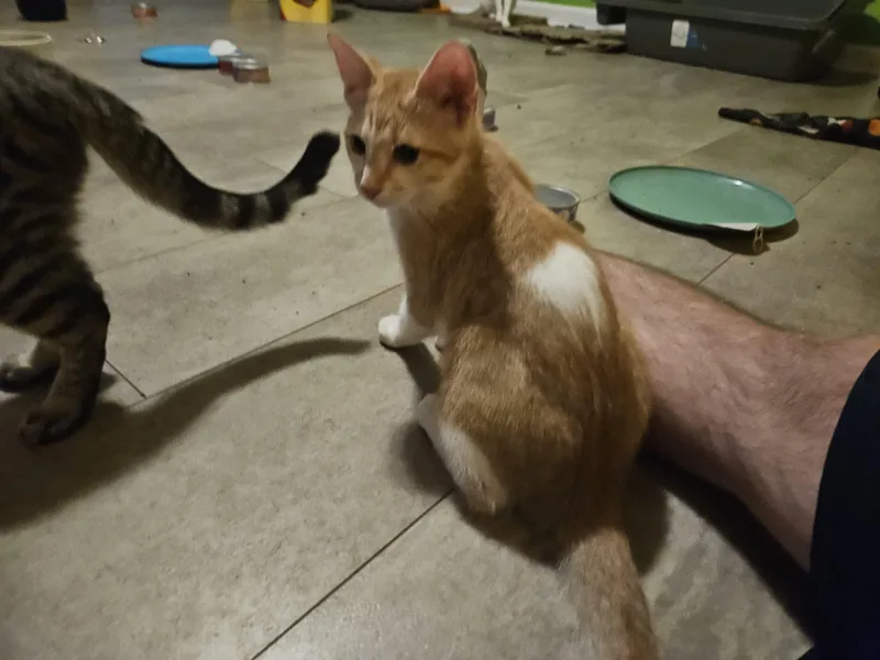 A young medium-sized male Orange / Red Domestic Short Hair cat named Waffles for adoption
