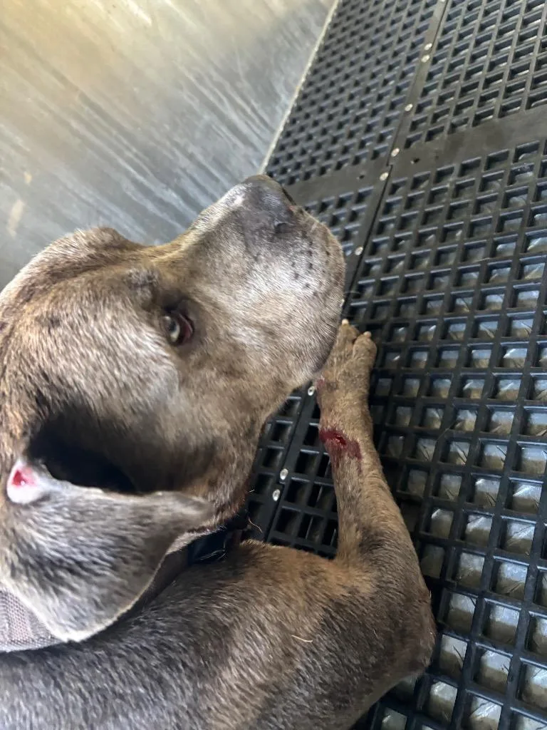 A young medium-sized male Mixed Breed dog named Brownie for adoption in Douglasville, GA