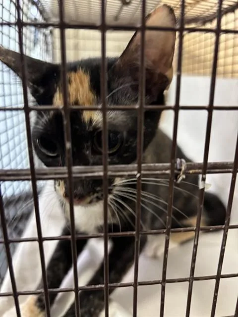 A young small-sized female Domestic Short Hair cat named Sissy for adoption in Miami, FL