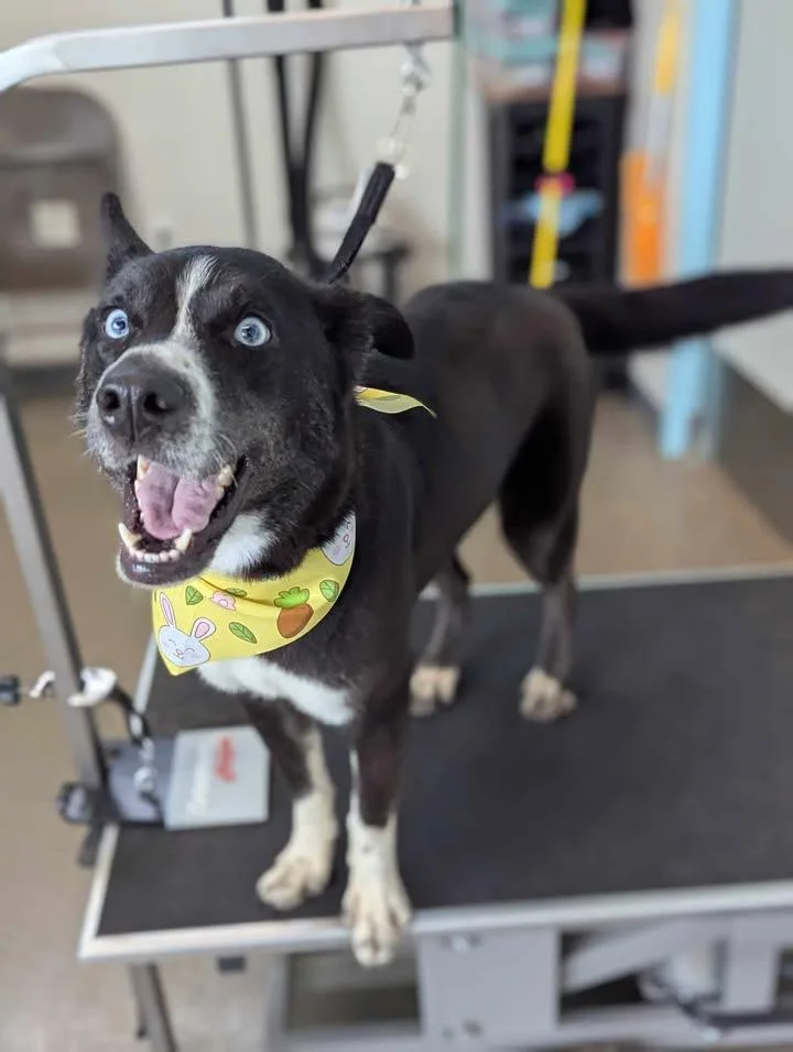 A young medium-sized female Shepherd dog named Moon for adoption in Muncie, IN