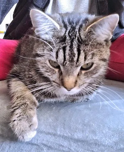 A young medium-sized female Tabby cat named Juneau for adoption in Rutherfordton, NC