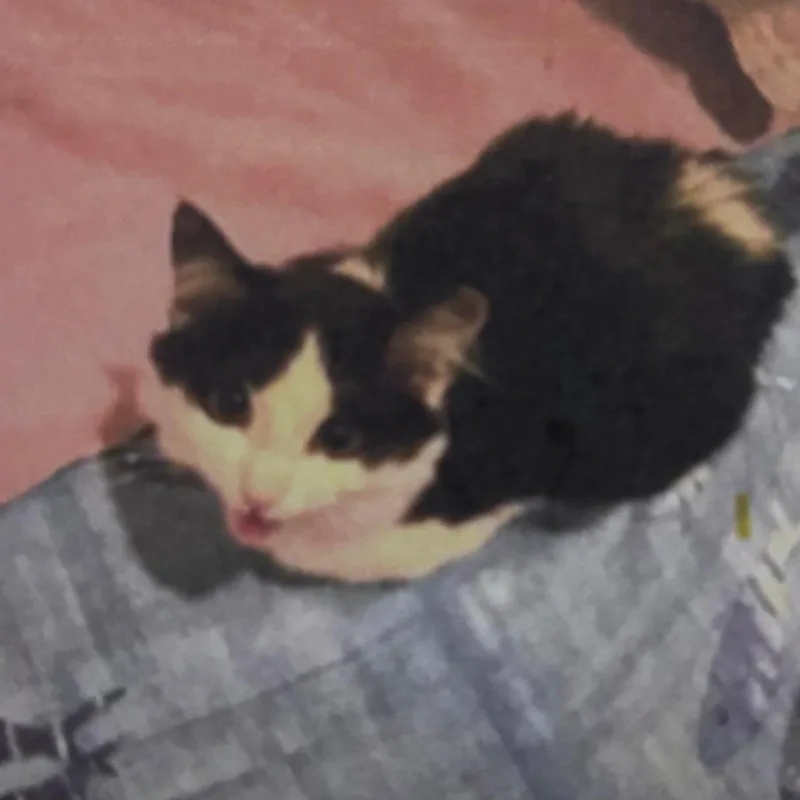 Domino