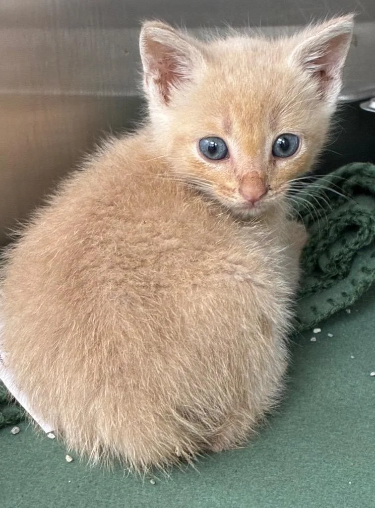 A baby medium-sized male Domestic Short Hair cat named Twizzler for adoption in Hartsville, SC