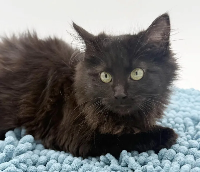 Morticia Moosh Is Our thumbnail 2